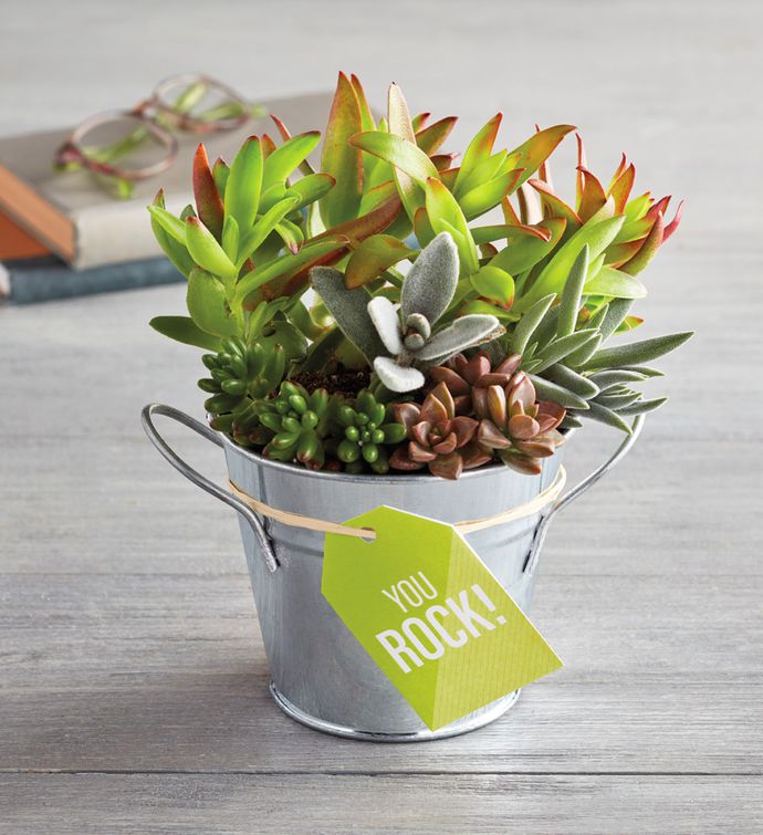 "You Rock" Succulent Gift